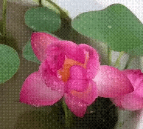 India's No1 Premium Lotus Seeds | Now at 50% OFF