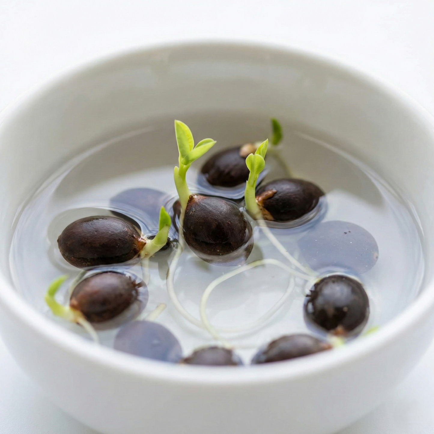 India's No1 Premium Lotus Seeds | Now at 50% OFF