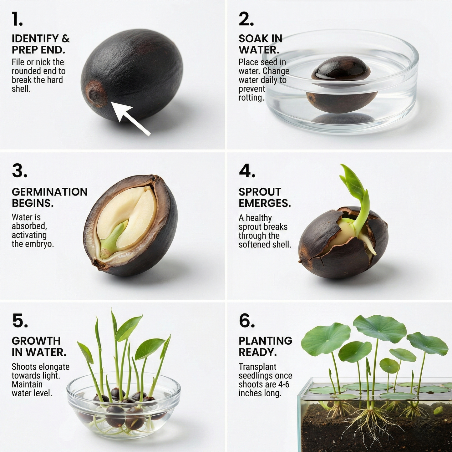 India's No1 Premium Lotus Seeds | Now at 50% OFF