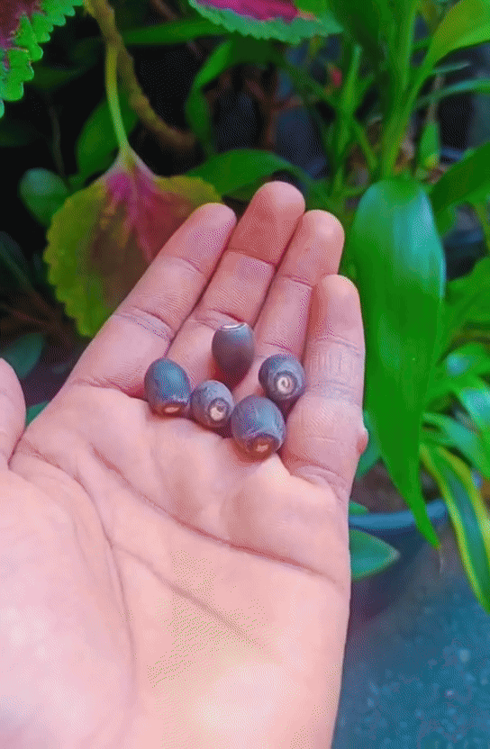 India's No1 Premium Lotus Seeds | Now at 50% OFF