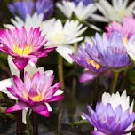 Premium Lotus Seeds – Flat 50% OFF Today!  🔥