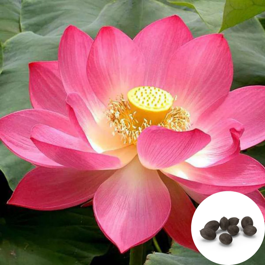 Premium Lotus Seeds – Flat 50% OFF Today!  🔥