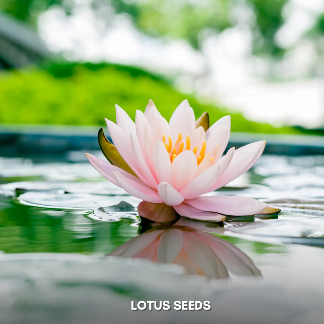 Premium Lotus Seeds – Flat 50% OFF Today!  🔥