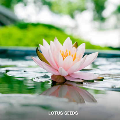 Premium Lotus Seeds – Flat 50% OFF Today!  🔥